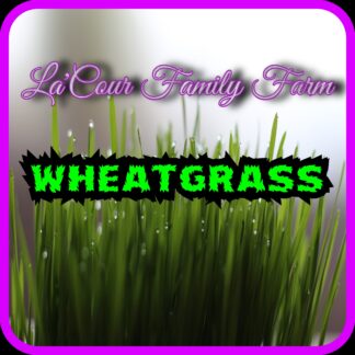 Wheatgrass