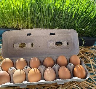 Dozen Brown Eggs (Free Range Raised)